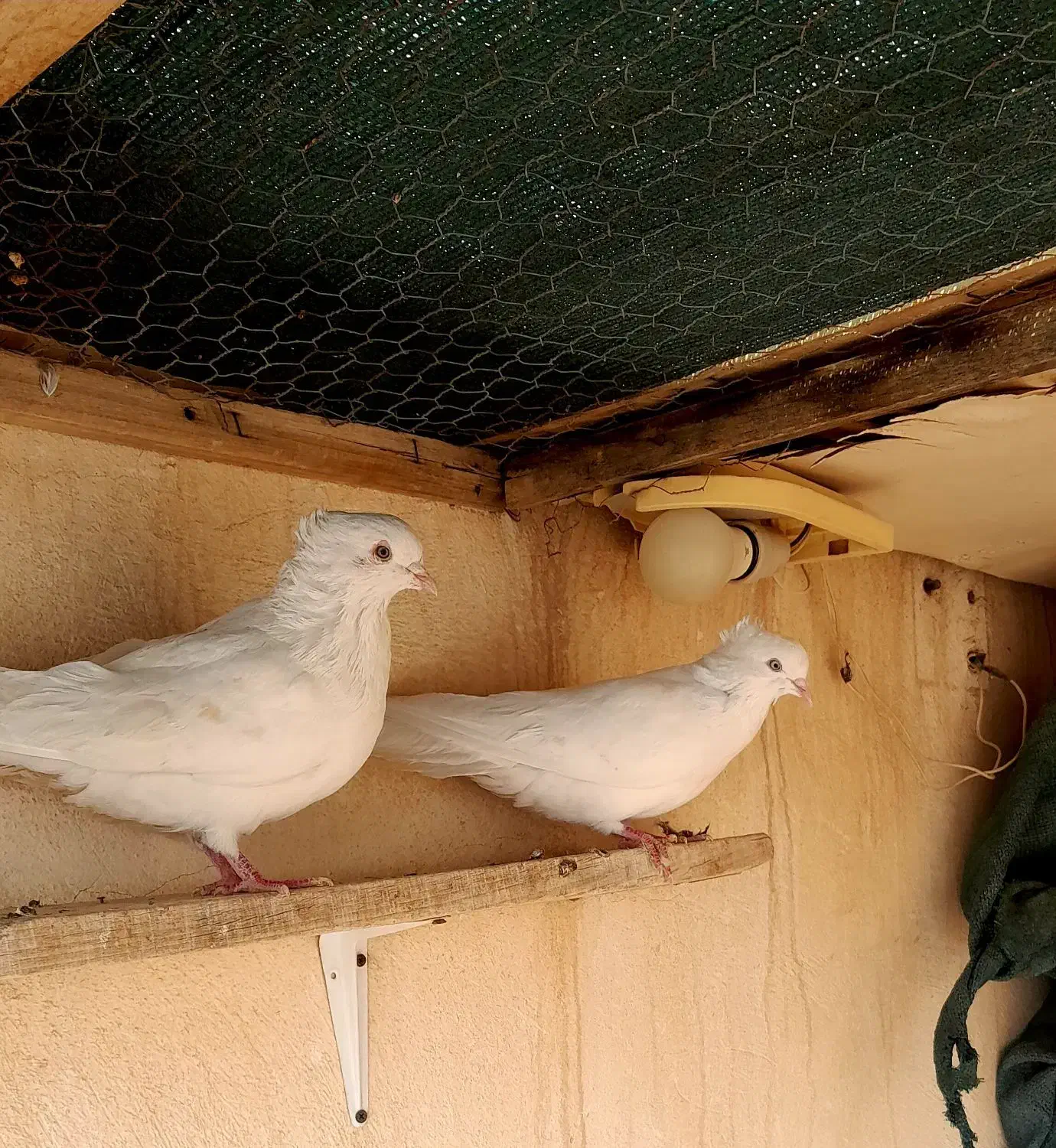 کبوتر اراکی|پرنده|شاهین‌شهر, خانه کارگر|دیوار