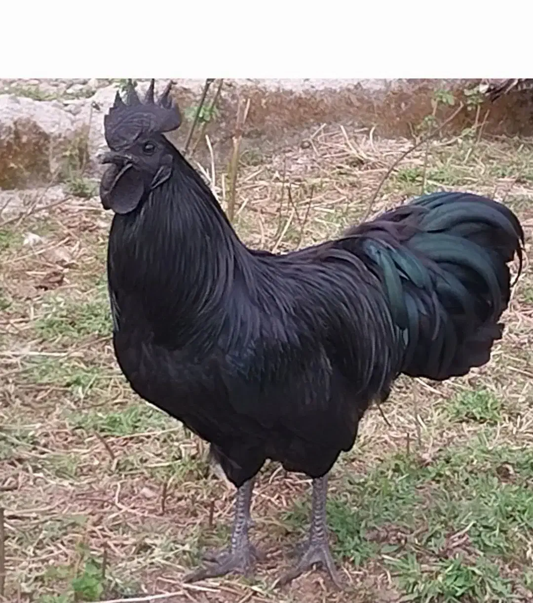 خروس سیاه نایاب،زیبایی وقدرت دریک قاب|حیوانات مزرعه|شاندرمن, |دیوار