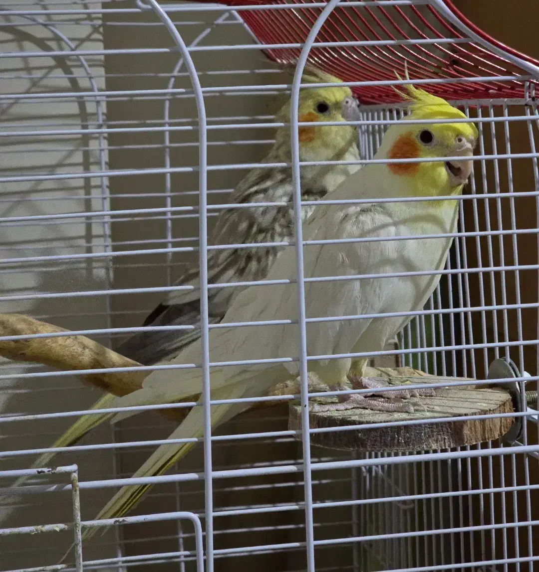 عروس هلندی|پرنده|تهران, شهرک محلاتی|دیوار