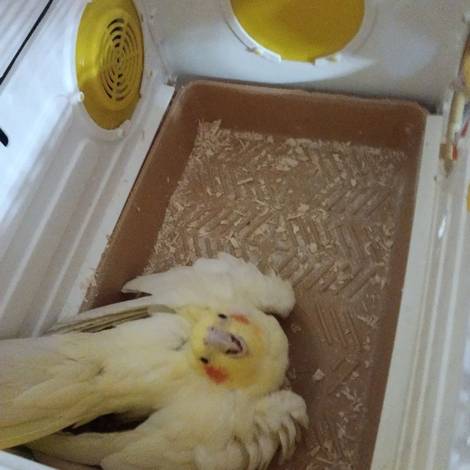 عروس هلندی|پرنده|هشتگرد, شهرک وحدت|دیوار