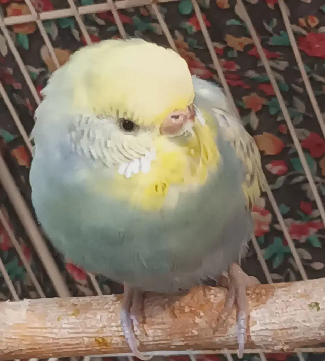 مرغ عشق (رنگین‌کمانی)|پرنده|خان ببین, |دیوار