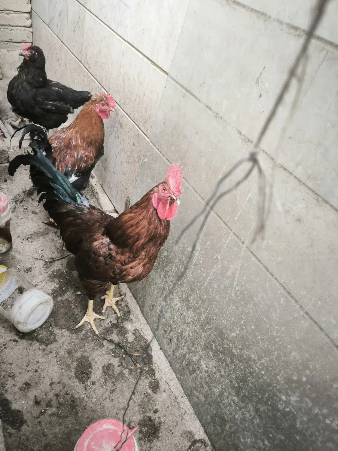 خروس سالم و سرحال برای فروش|حیوانات مزرعه|تهران, مسعودیه|دیوار