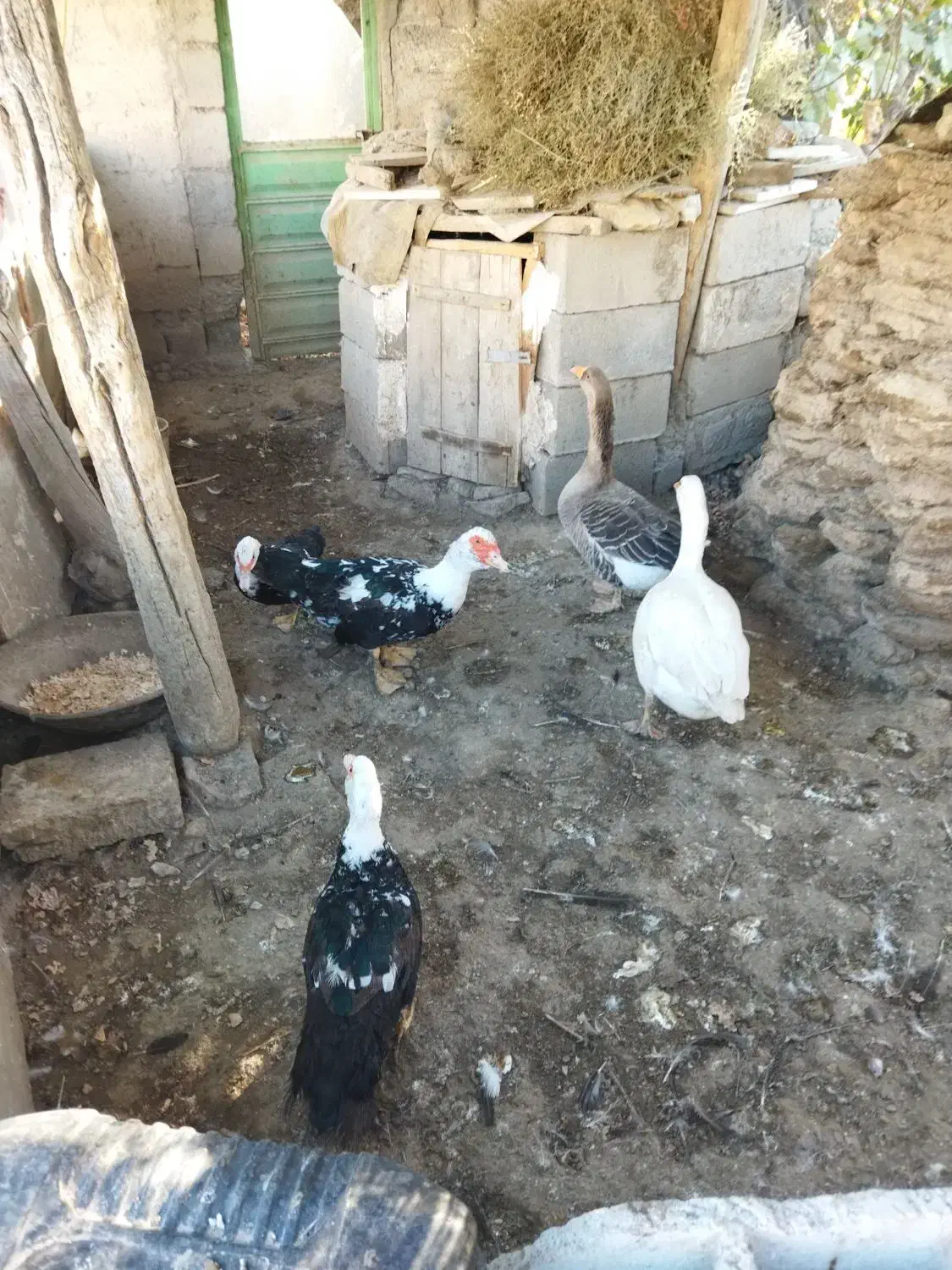 غاز و اردک|حیوانات مزرعه|مشگین شهر, |دیوار