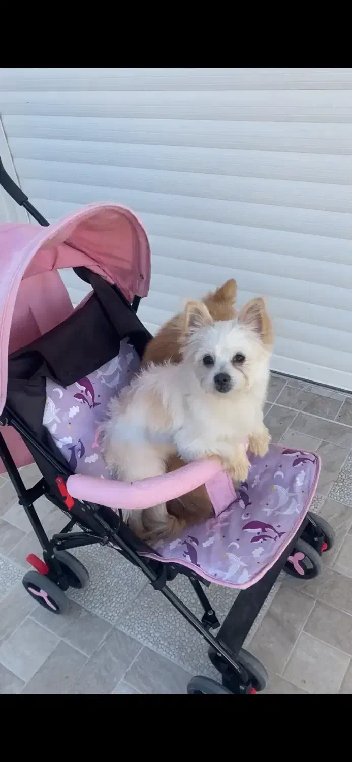 سگ شیدزو پامری|سگ|بانه, |دیوار