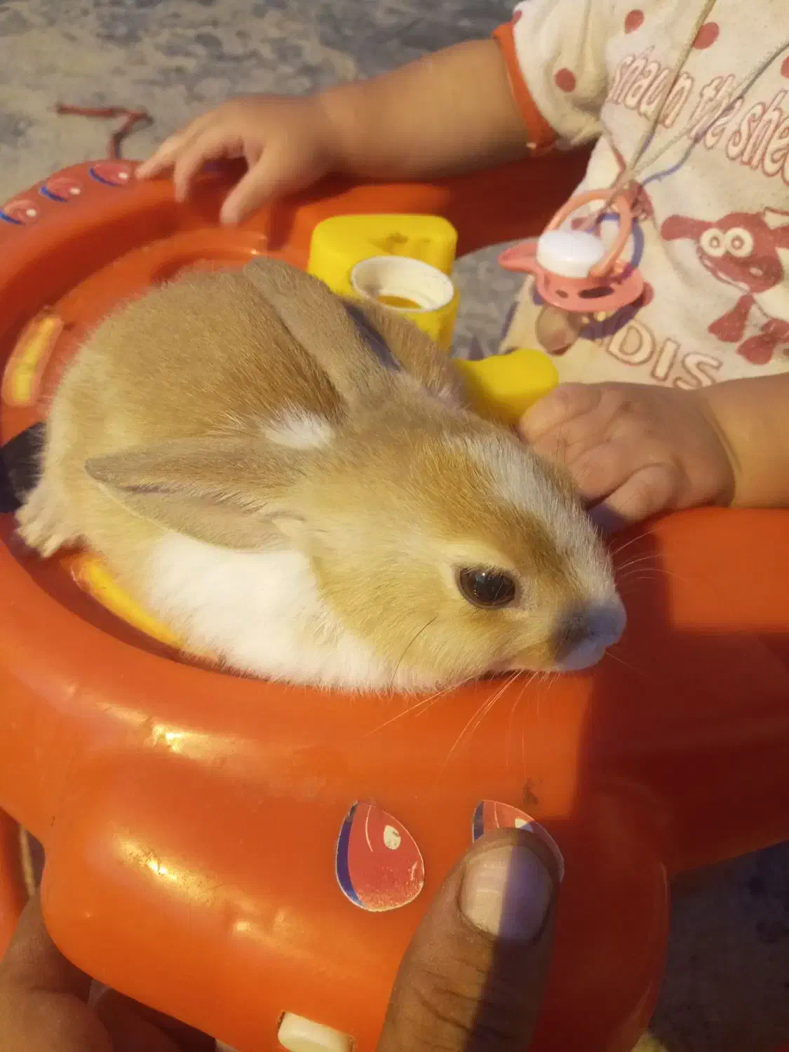 خرگوش نر|موش و خرگوش|بندر امام خمینی, |دیوار