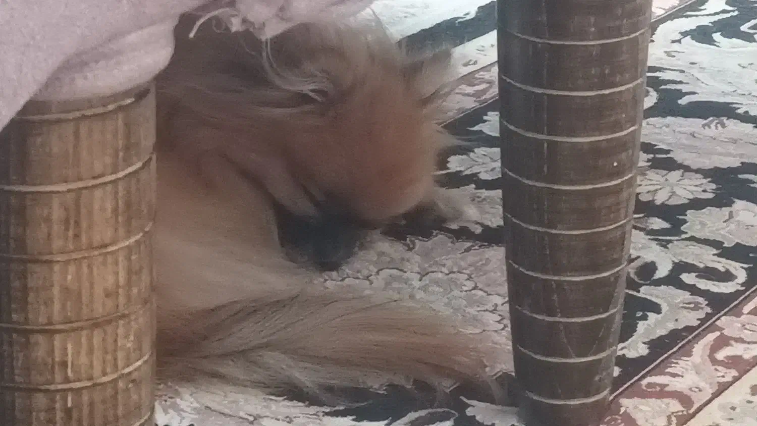 سگ پامر گمشده|حیوانات|گلپایگان, |دیوار