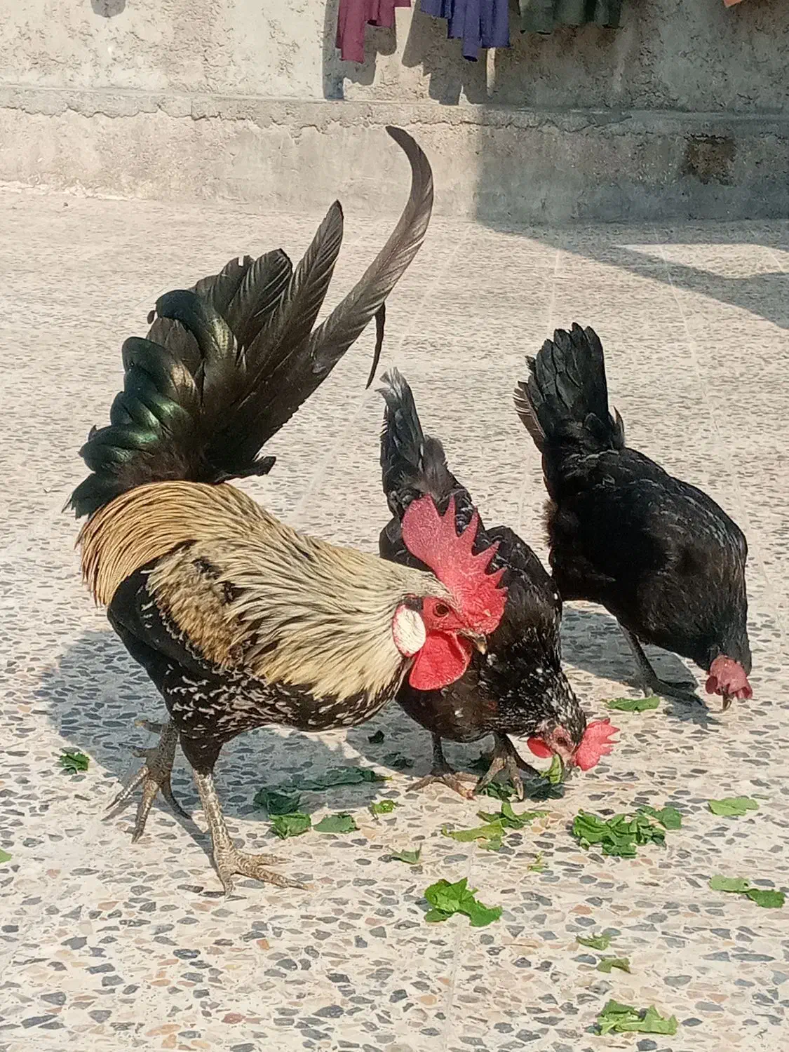 مرغ وخروس محلی کاکی|حیوانات مزرعه|خورموج, |دیوار