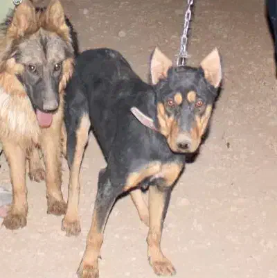 دوبرمن یکونیم ساله ماده|سگ|سیدان, |دیوار