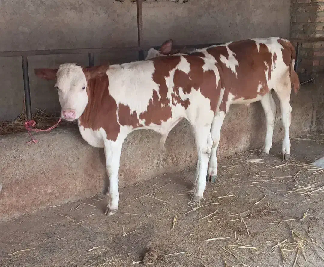 گاو گوساله|حیوانات مزرعه|دورود, |دیوار