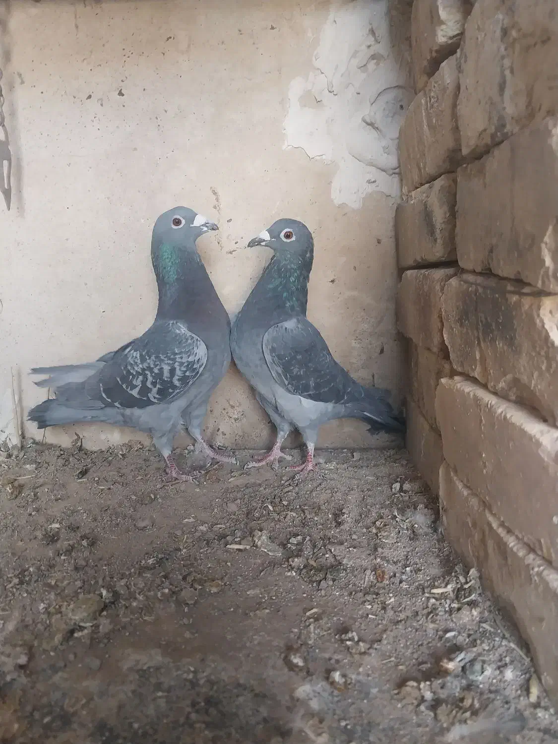 جفت چاپی وزاغ|پرنده|سده (خراسان جنوبی), |دیوار