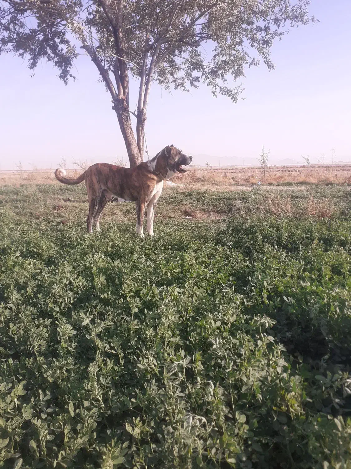 سگ افغان سن دو سال|سگ|میلاجرد, |دیوار