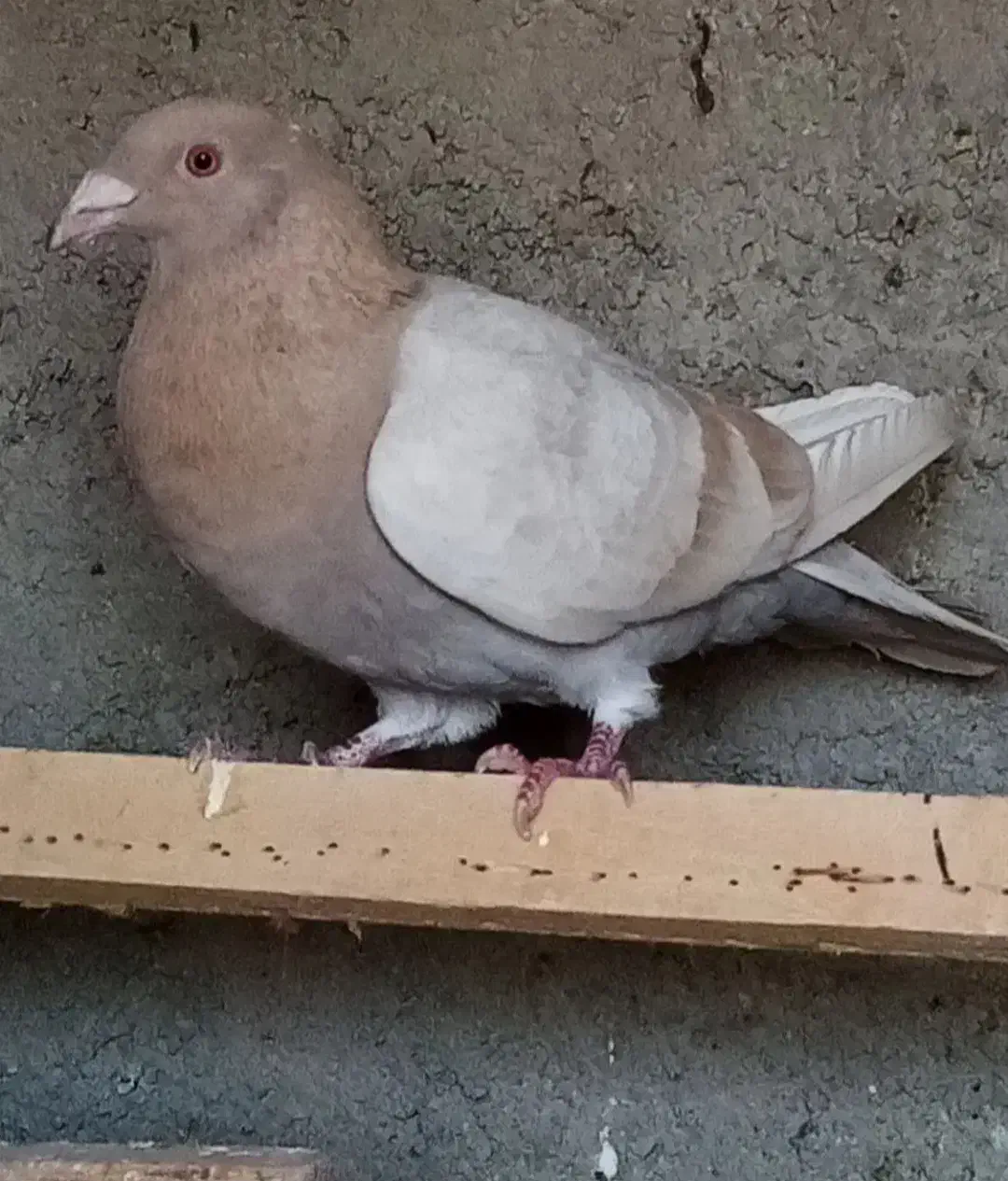 کبوتر|حیوانات|پرند, فاز ۴|دیوار