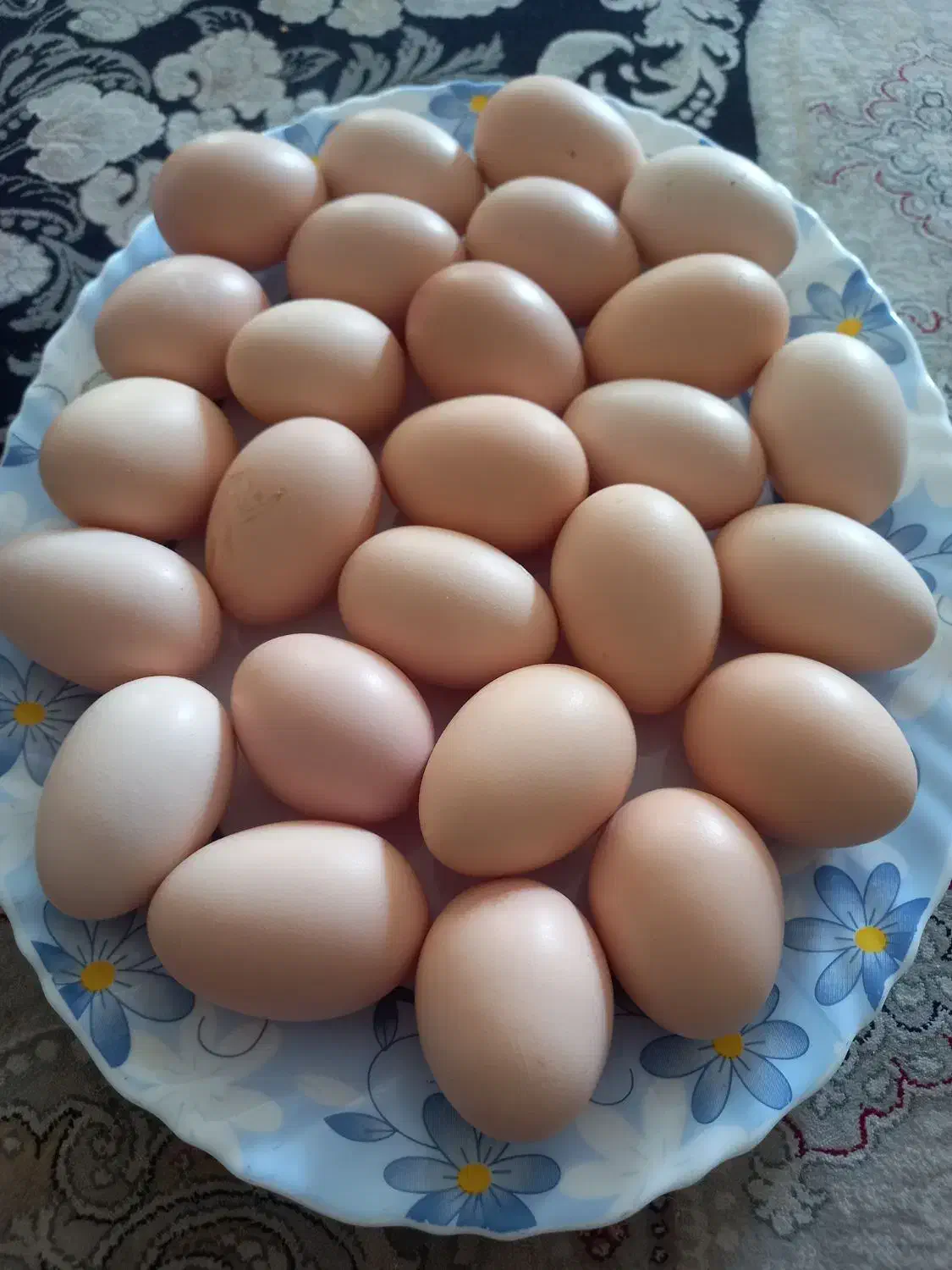 تخم لاری|حیوانات مزرعه|نجفآباد, یزدانشهر|دیوار