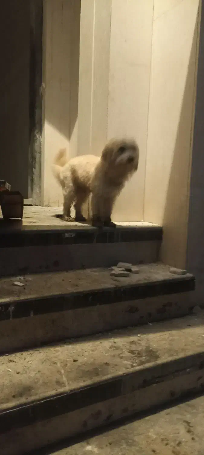 سگ پامر|سگ|امامزاده عبدالله, |دیوار