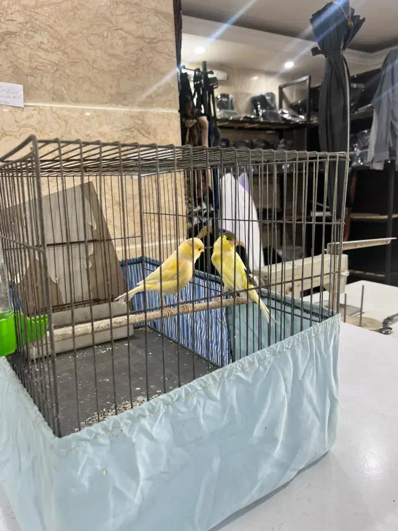 قناری مرغ عشق عروس هلندی|پرنده|تهران, افسریه شمالی|دیوار