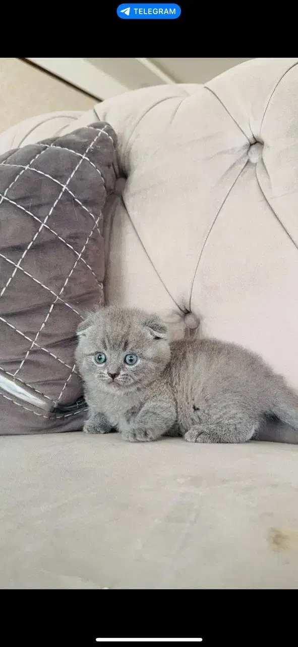 اسکاتیش های اصیل|گربه|مشهد, امیریه|دیوار