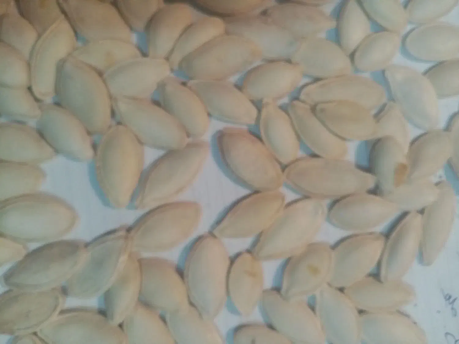 تخمه کدو|حراج|یزد, |دیوار