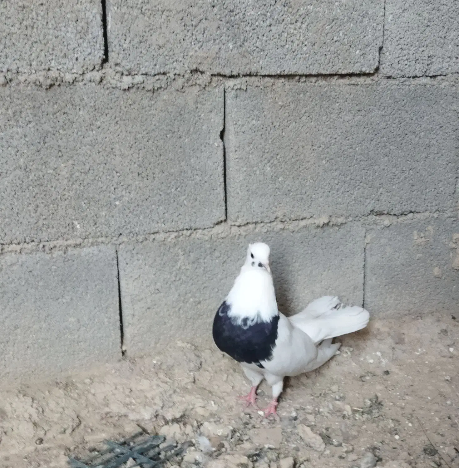 کبوتر|پرنده|آبدانان, |دیوار