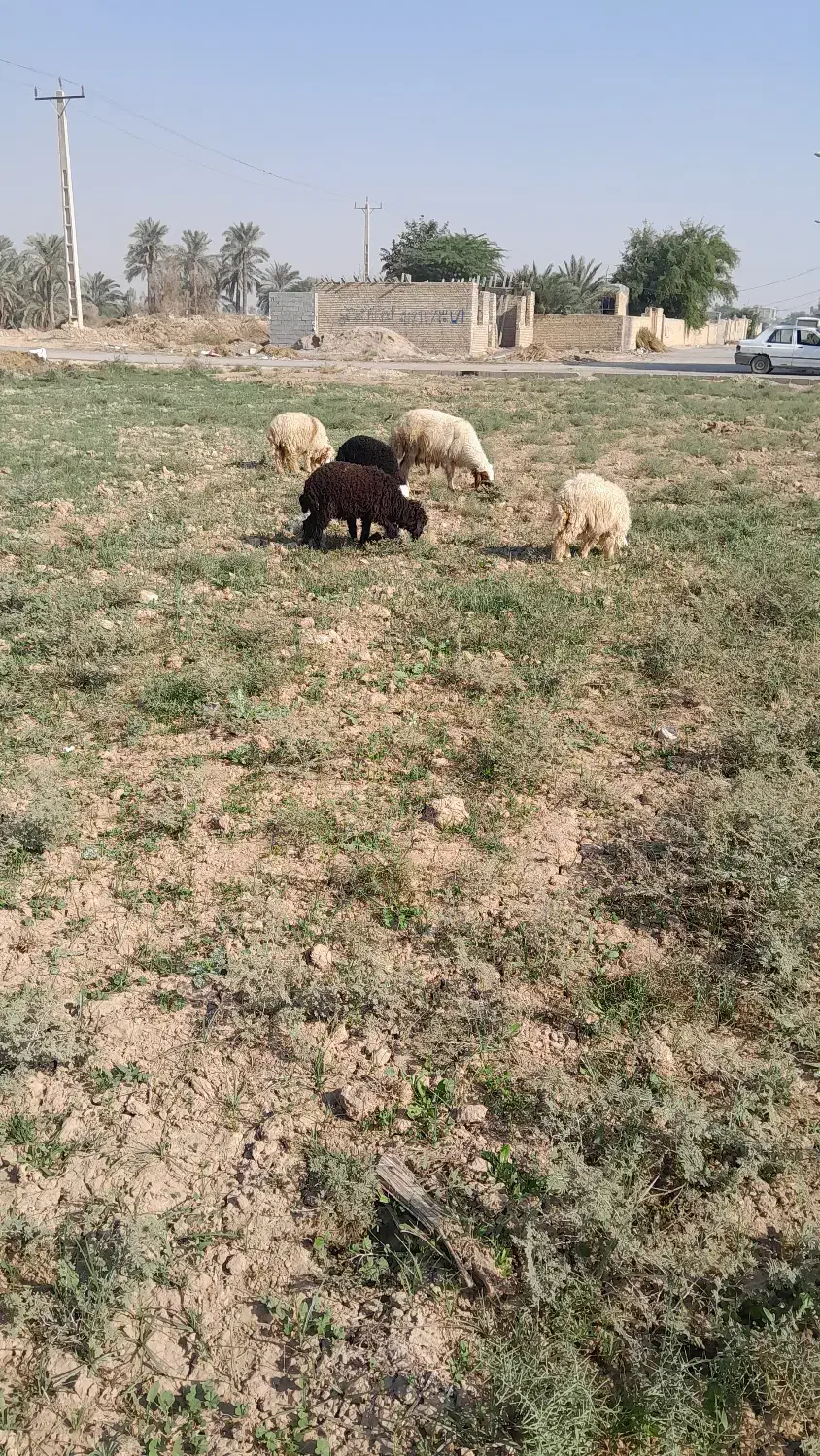 گوسفند وبره درجه یک ومفت|حیوانات مزرعه|باوی, |دیوار