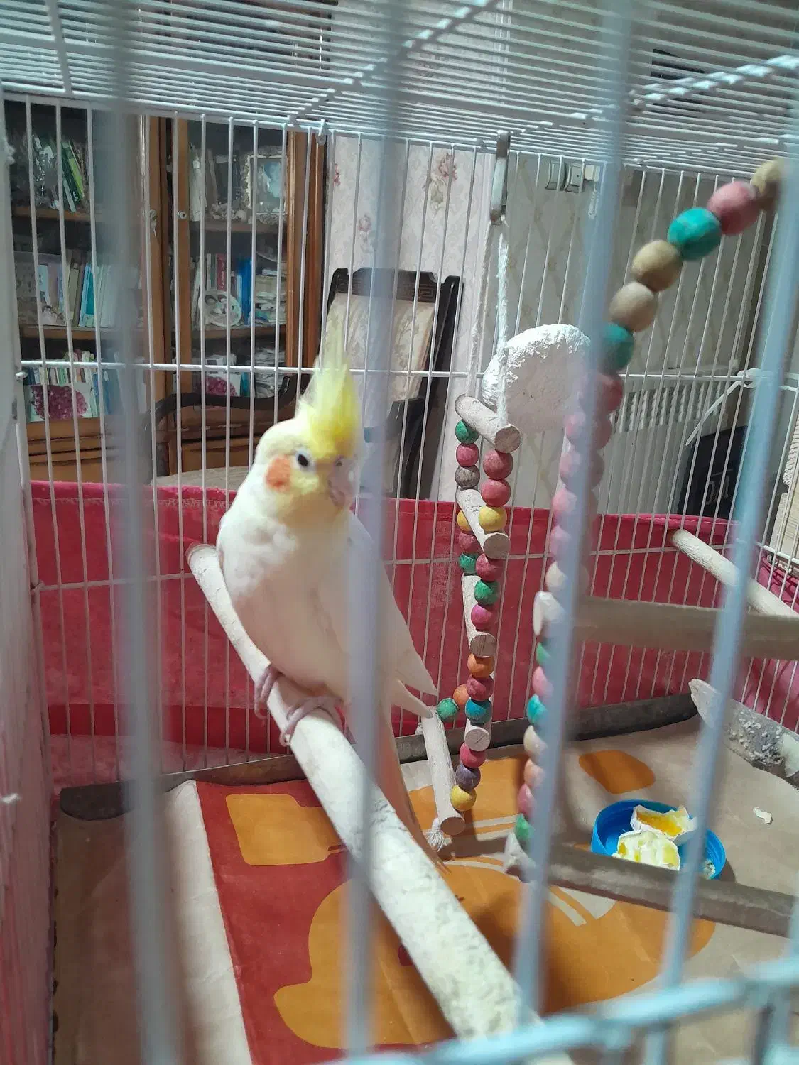 عروس هلندی لوتینو|پرنده|شیراز, معالیآباد|دیوار