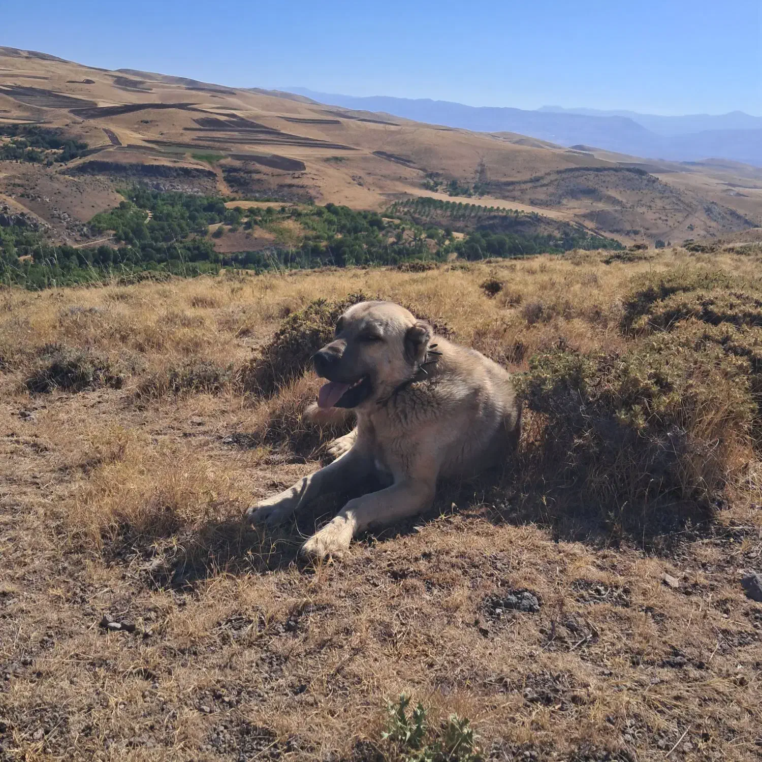 سگ سگ|سگ|فیروز, |دیوار