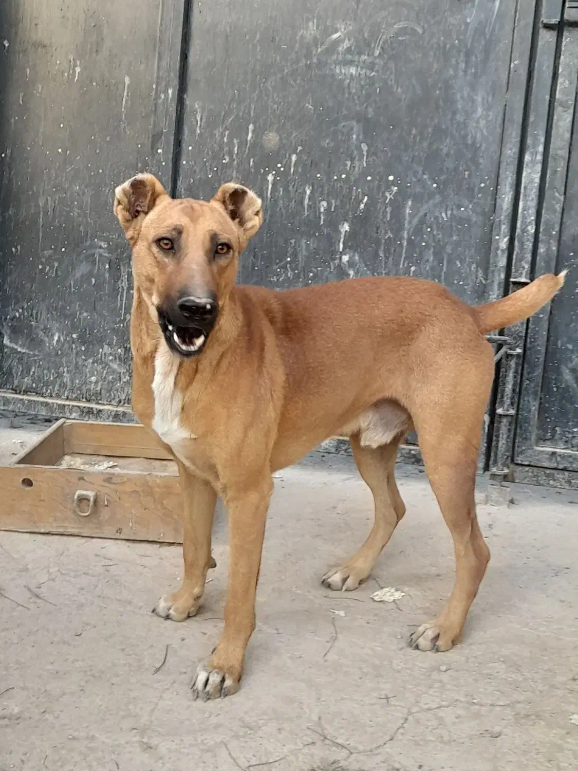 سگ نگهبان|سگ|پاکدشت, پاکدشت (مامازند)|دیوار