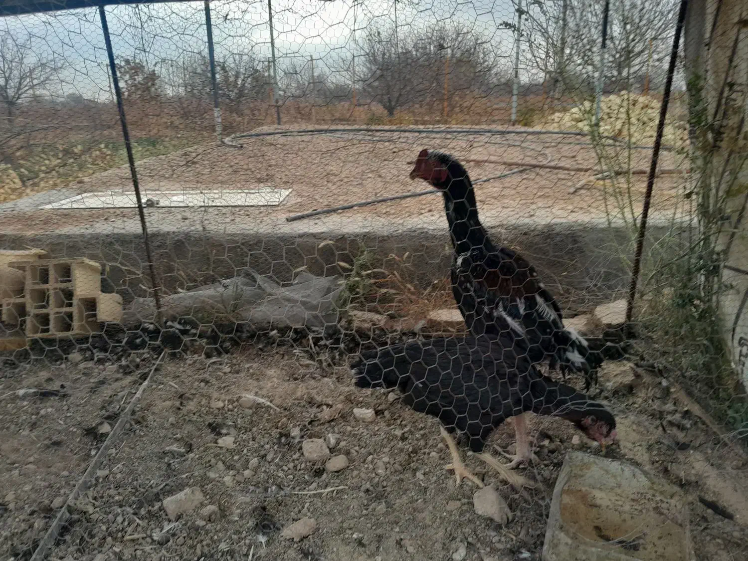 فروش مرغ و خروس لاری|حیوانات مزرعه|ابهر, |دیوار