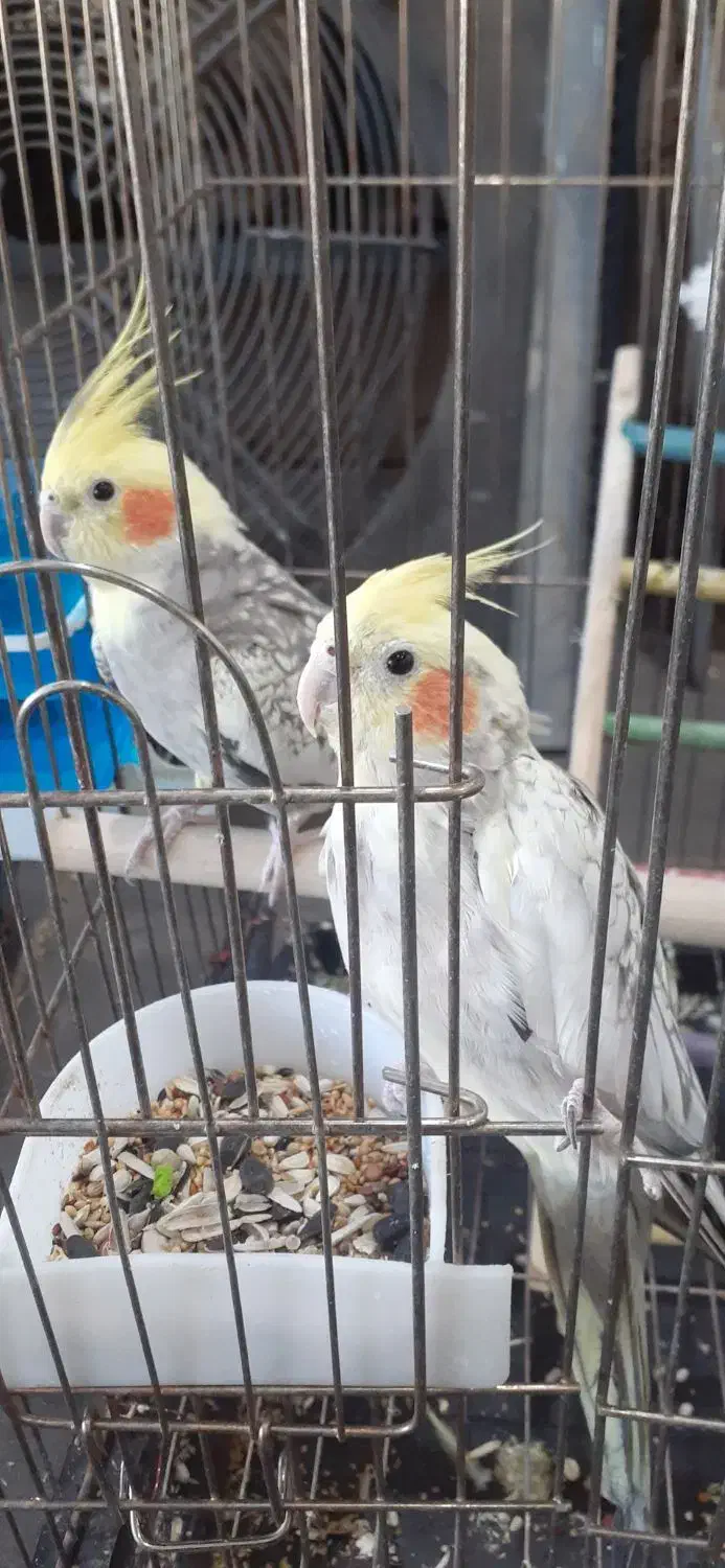 عروس هلندی|پرنده|محمدشهر, ولدآباد|دیوار