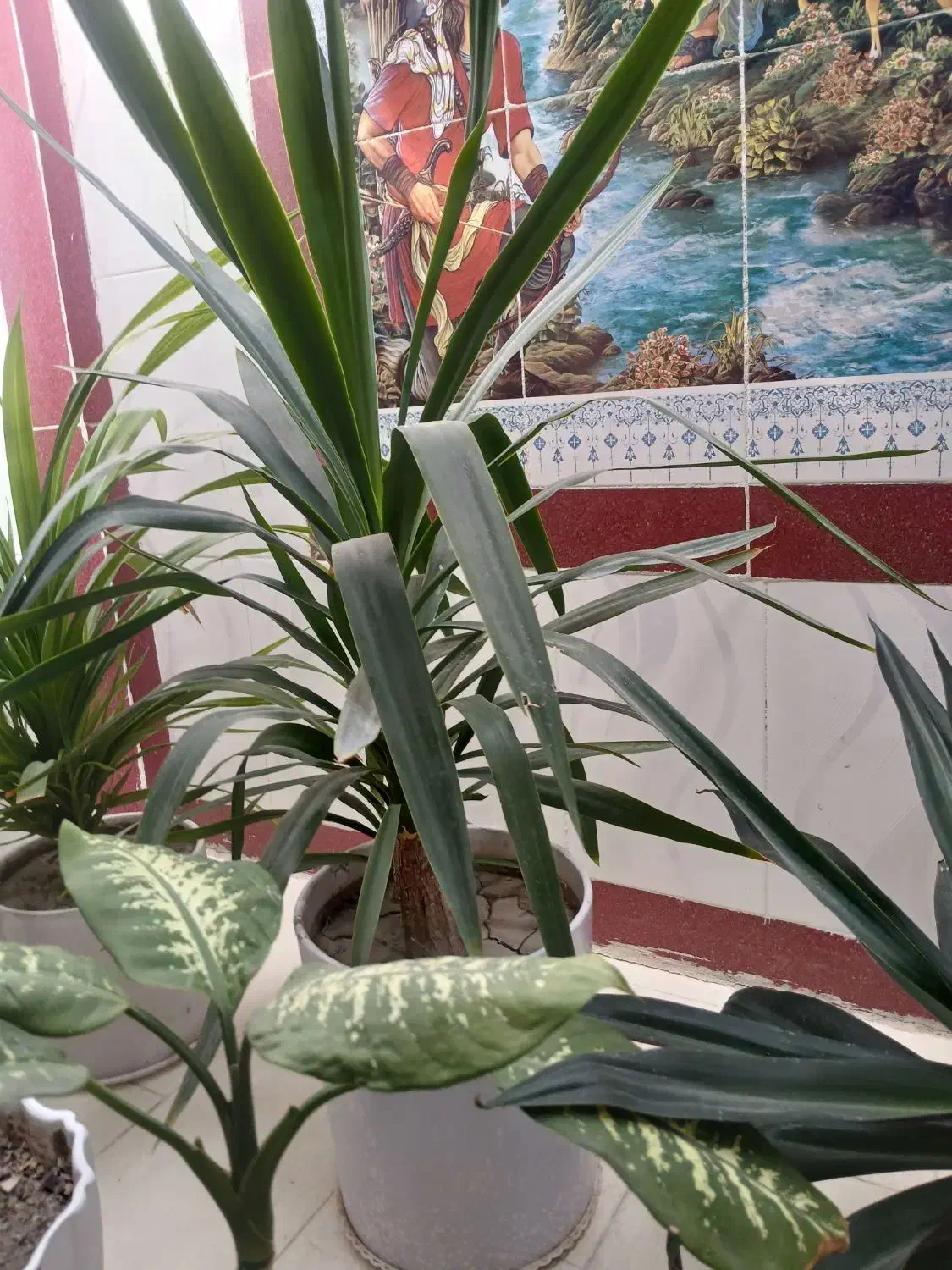 گلهای سرحال وشاداب.|گل و گیاه طبیعی|نورآباد ممسنی, |دیوار