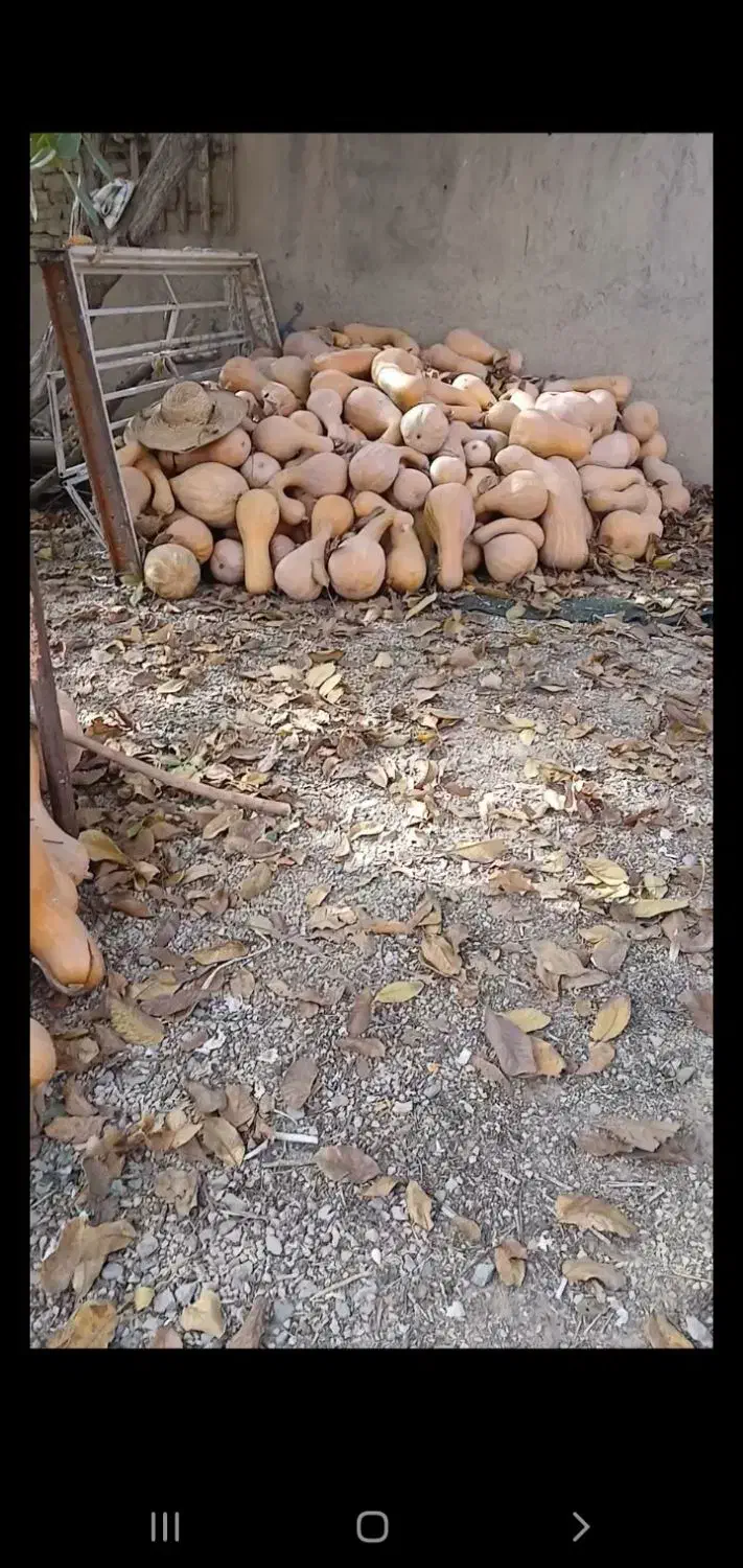 کدو محلی شیرین|خوردنی و آشامیدنی|شاهنجرین, |دیوار