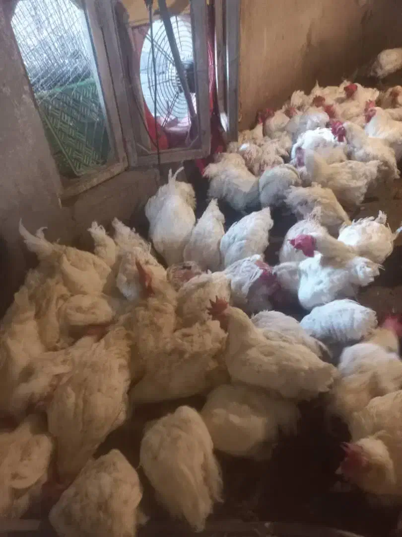 فروش خروس جوان ماشینی تازه کشتارشده|حیوانات مزرعه|قائمشهر, |دیوار