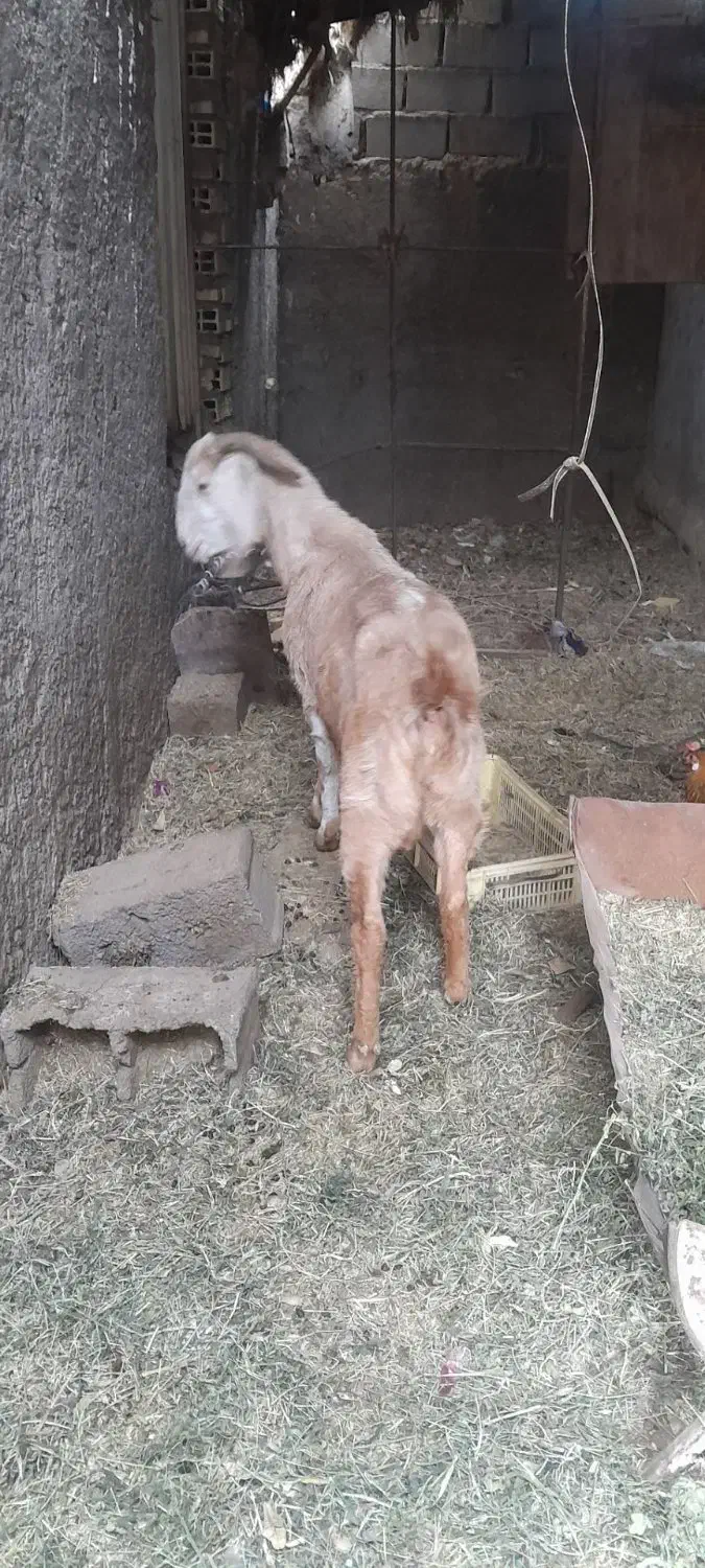 پرنده گوسفند|حیوانات|بم, |دیوار