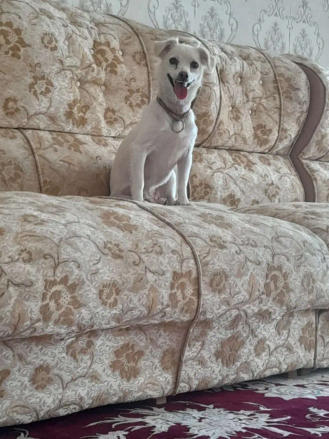 واگذاری سگ معاوضه با پرنده|سگ|کرمانشاه, |دیوار