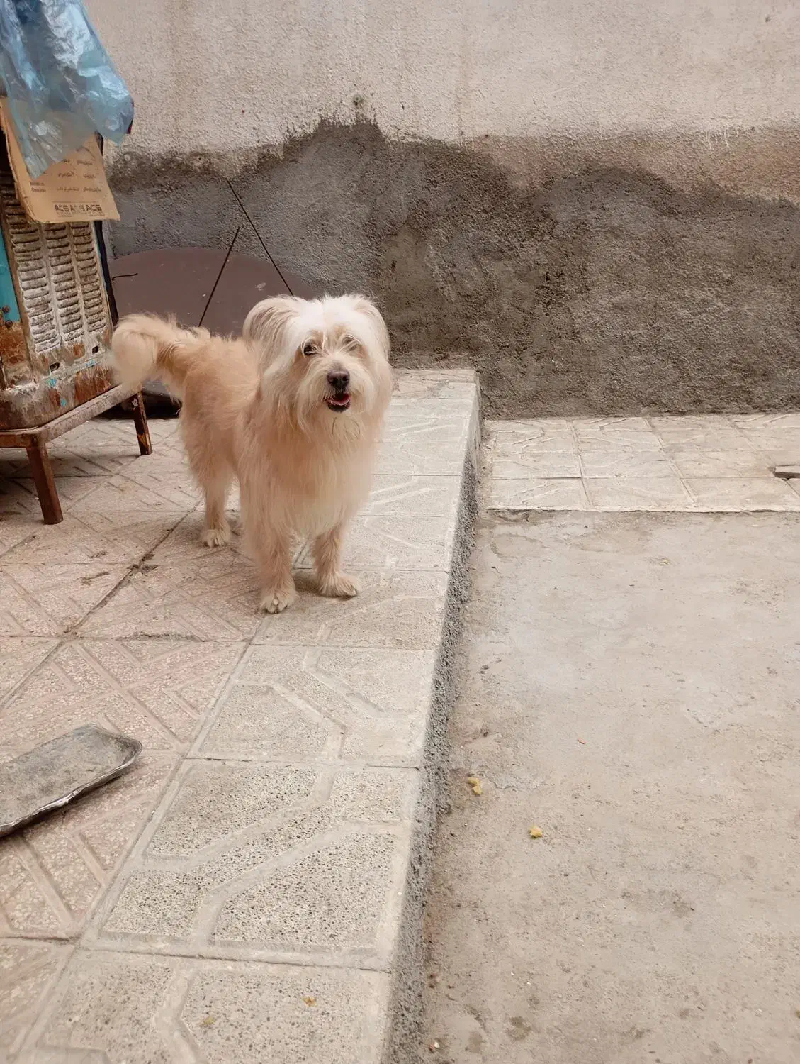 شیتزو|سگ|مشهد, طبرسی شمالی|دیوار