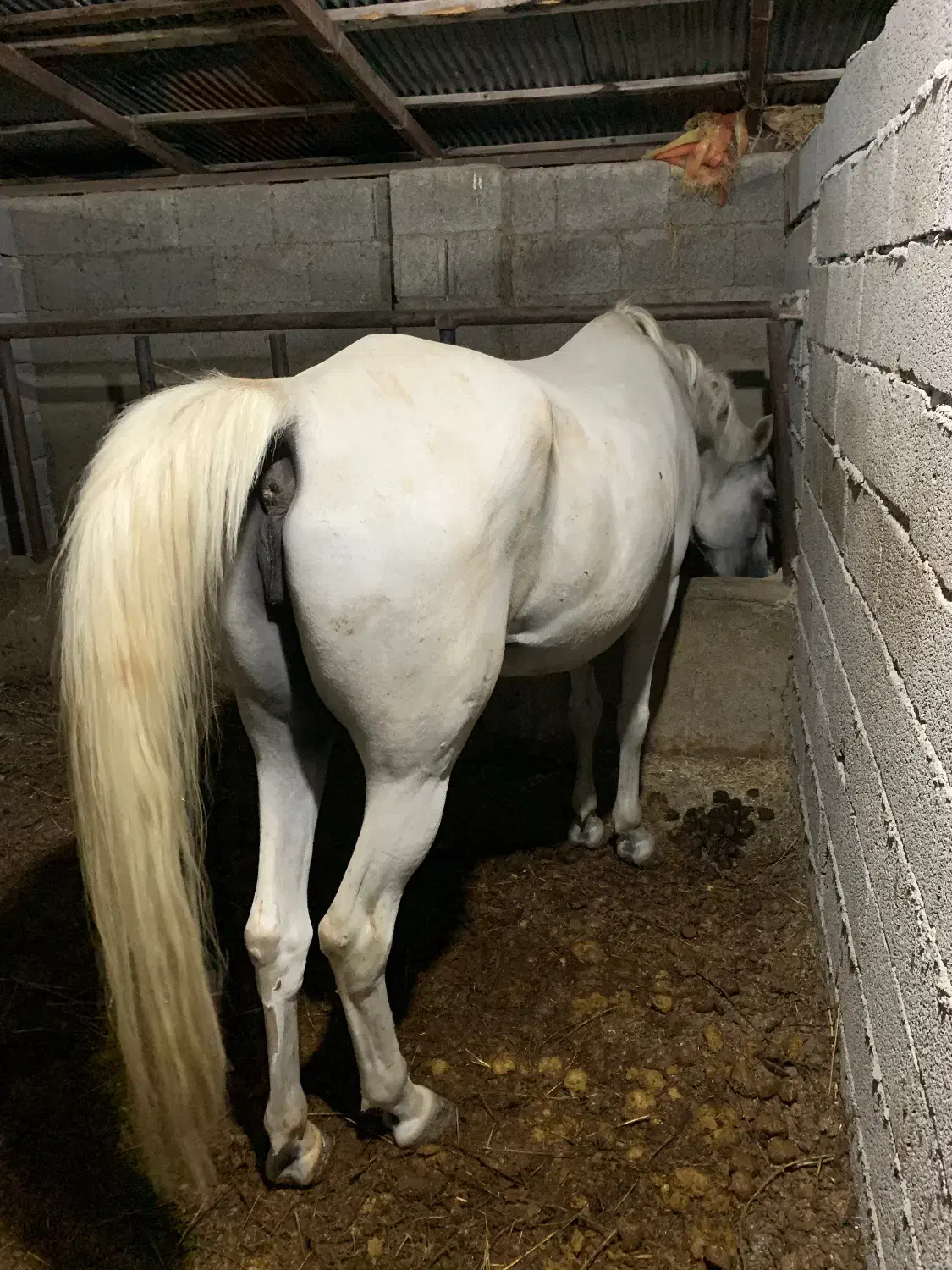 مادیان ترکی یورقه|اسب و تجهیزات اسبسواری|ماسال, |دیوار