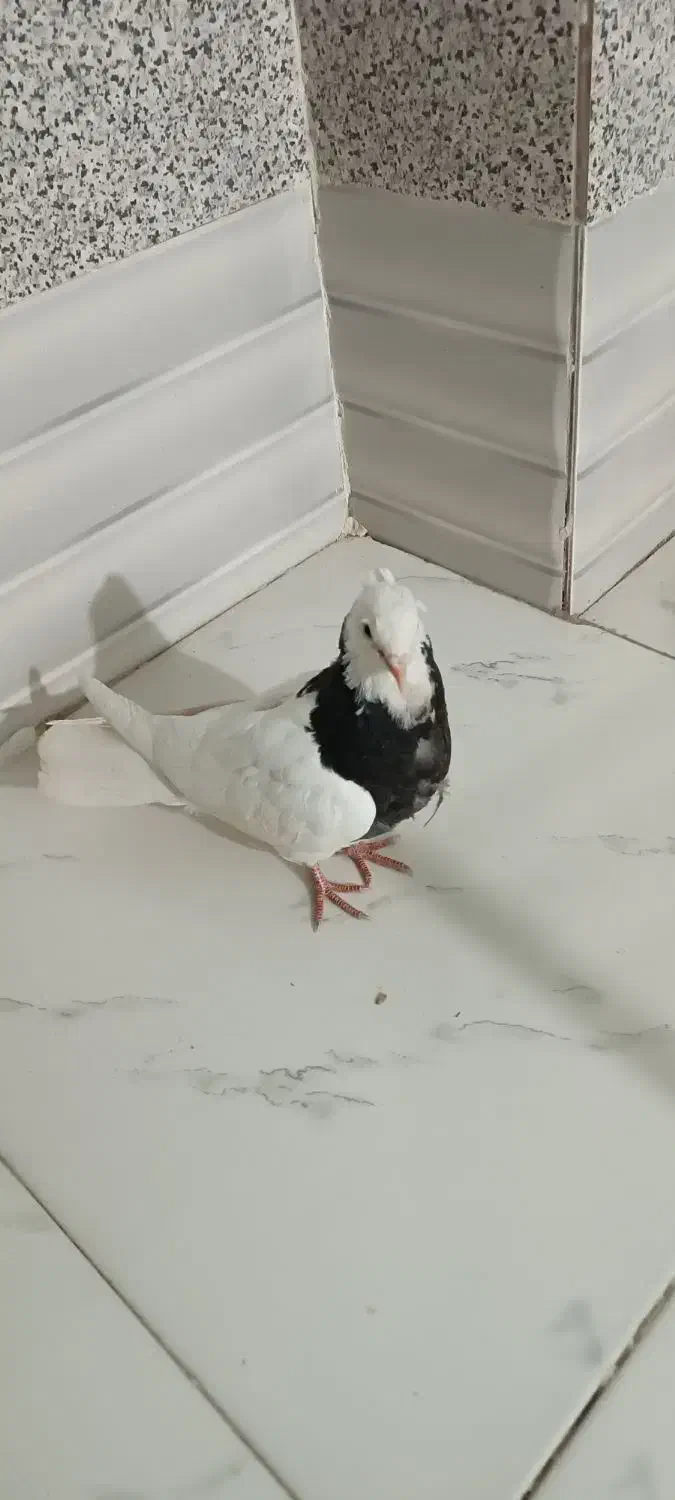 طوقی|پرنده|لردگان, |دیوار