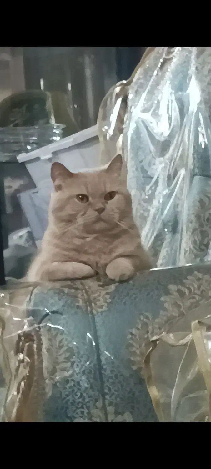 گربهام گم شده لطفاً کمکم کنید|گربه|اهواز, زیتون کارگری|دیوار