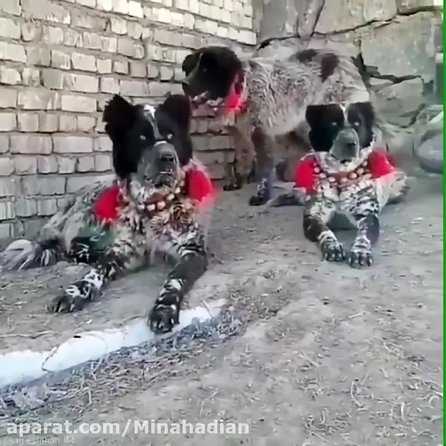 واگذاری ماده  قدرجونی   قهدرجونی   قدرجانی|سگ|تهران, گمرک|دیوار