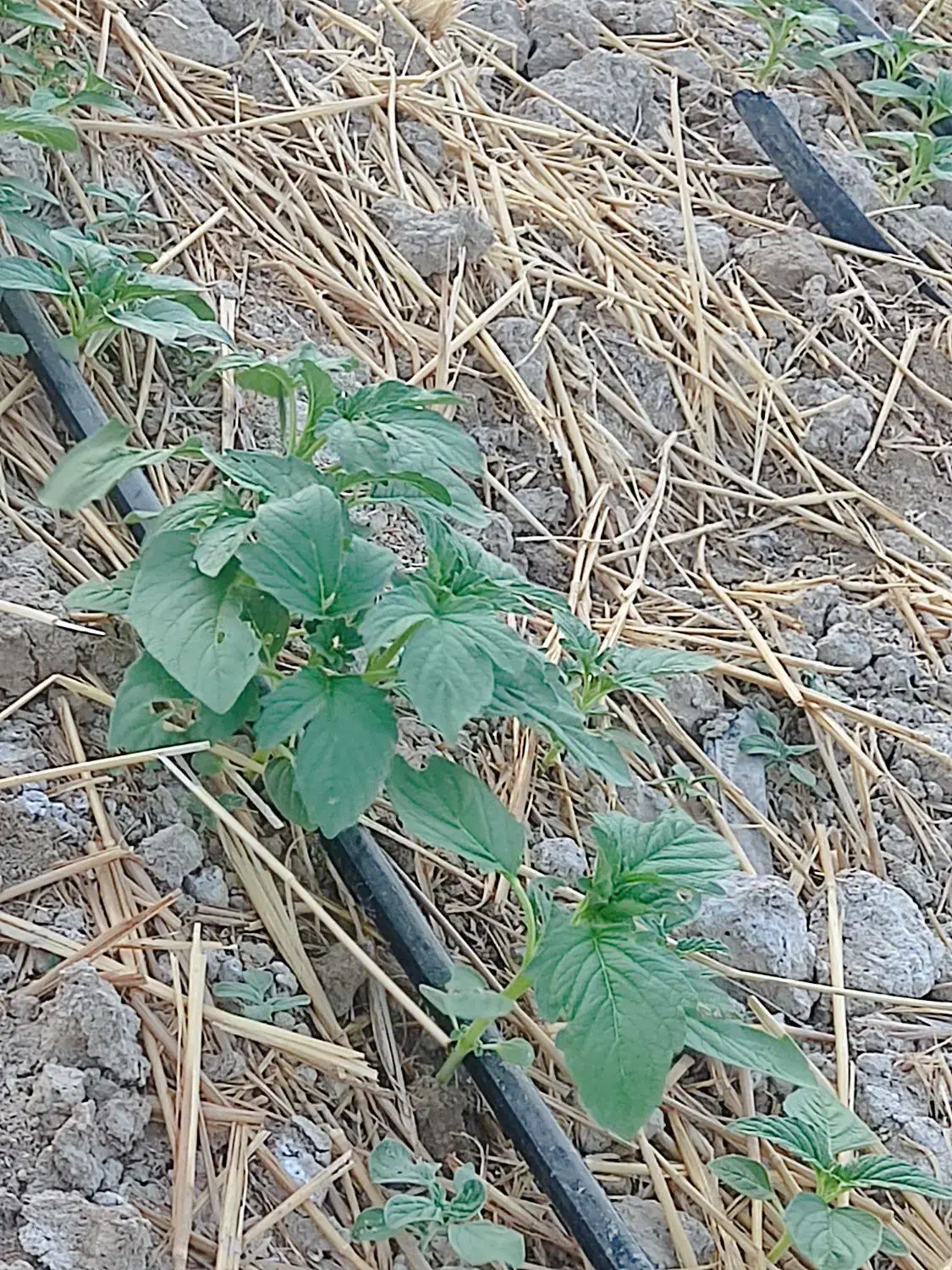 فروش کنجد محلی درجه یک|عمده‌فروشی|محمله, |دیوار