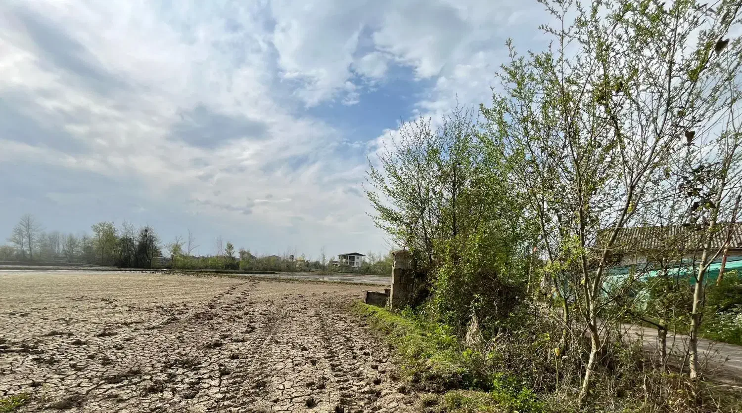 فروش دو قطعه شالیزار سنتی نزدیک هم بر آسفالت|فروش دفتر صنعتی، کشاورزی، تجاری|رودسر, |دیوار