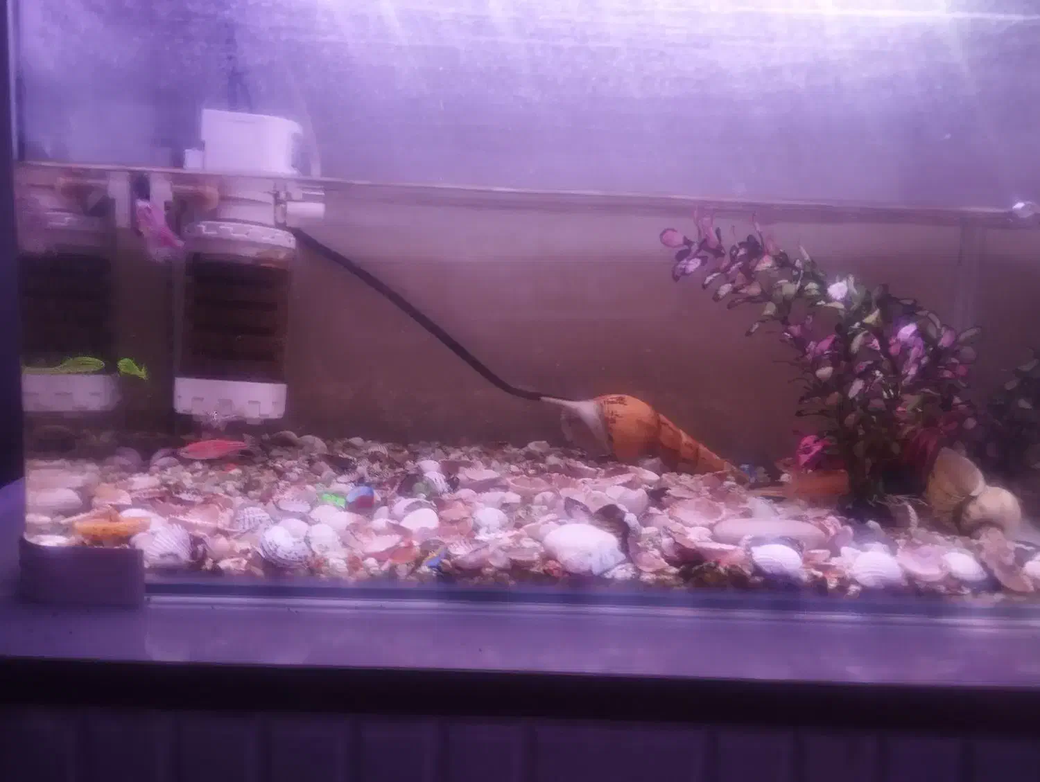 آکواریوم با ال ای دی با ماهی ها و وسایلاش ..سالم..|ماهی|رباط‌کریم, شهرک درخشان|دیوار