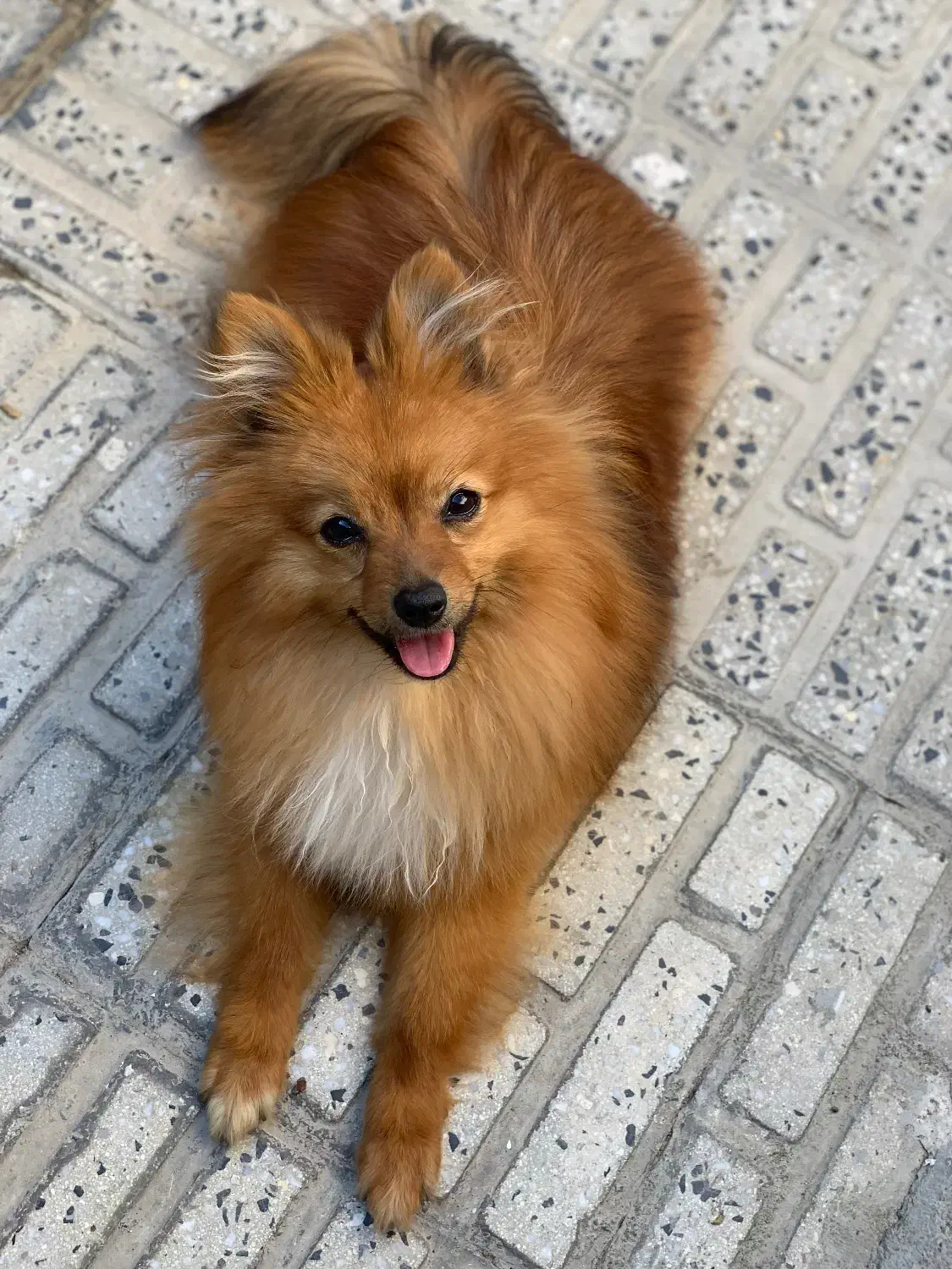 سگ پامرین ماده|سگ|کنگاور, |دیوار