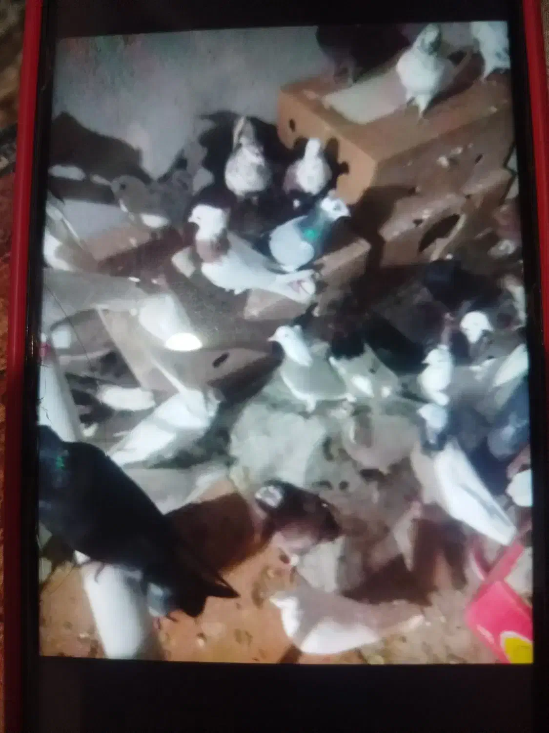 کبوتر گره و ساعتی|پرنده|میناب, |دیوار