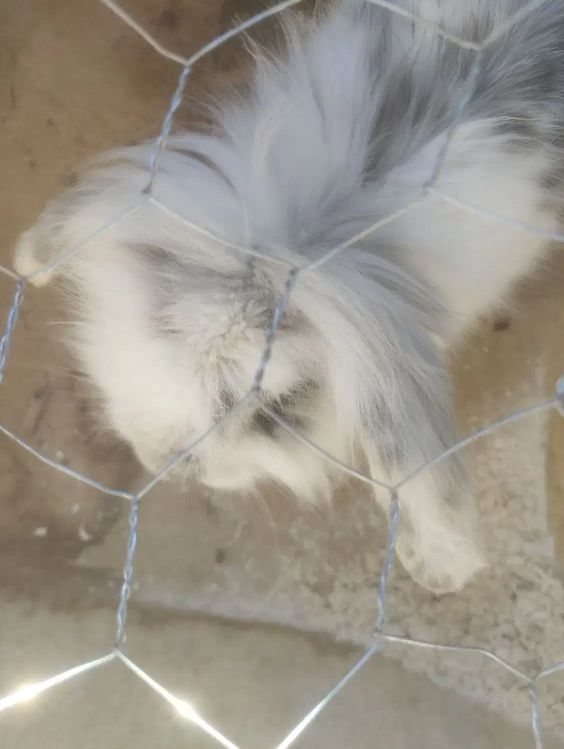 خرگوش خونگی|موش و خرگوش|مرودشت, کناره|دیوار