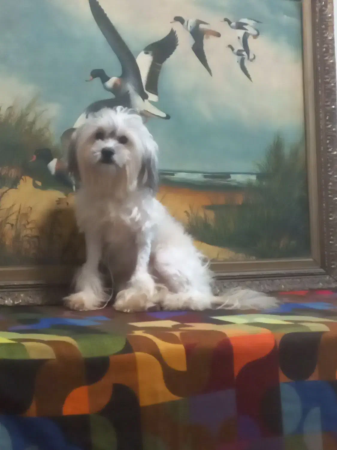 واگذاری سگ آپارتمانی|سگ|تهران, فاطمی|دیوار