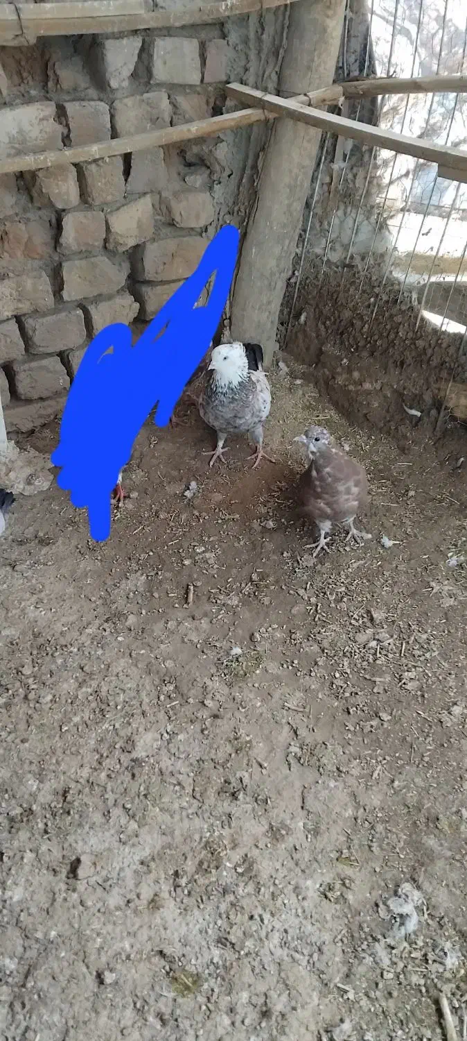 کفتر|پرنده|سلطانیه, |دیوار