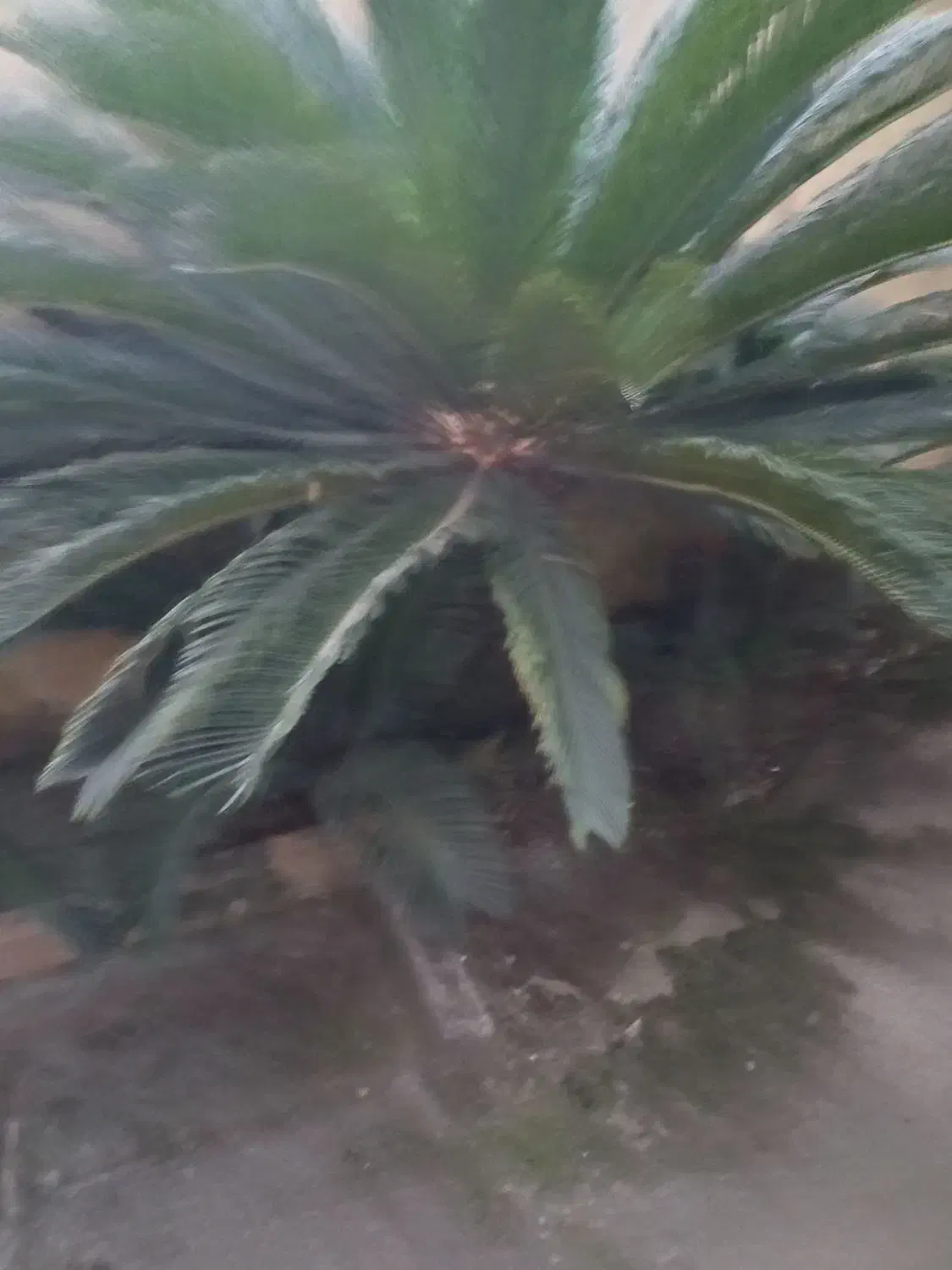 فروش سیکاس|گل و گیاه طبیعی|نشتارود, |دیوار