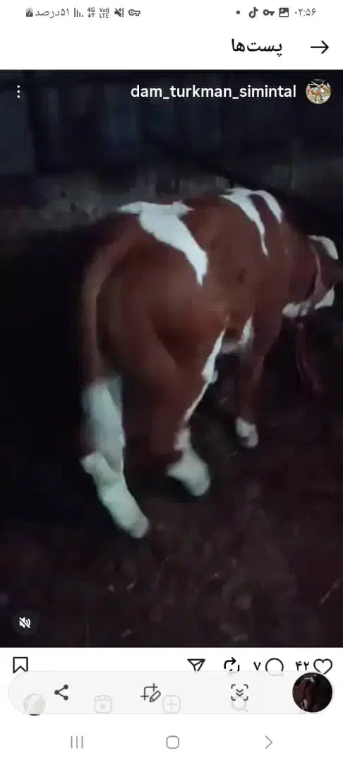 گوسالع قطع شیر|حیوانات مزرعه|فرمهین, |دیوار