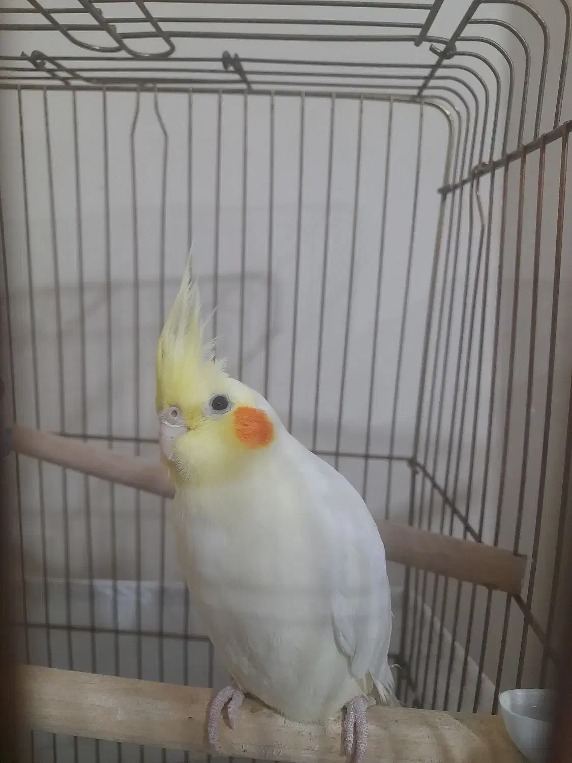 عروس هنلدی|پرنده|مشکین‌دشت, |دیوار