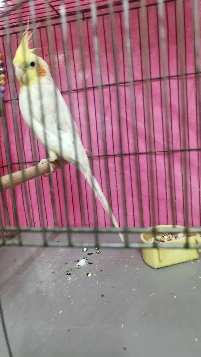 عروس هلندی نر دستی لوتینو|پرنده|مبارکه, |دیوار